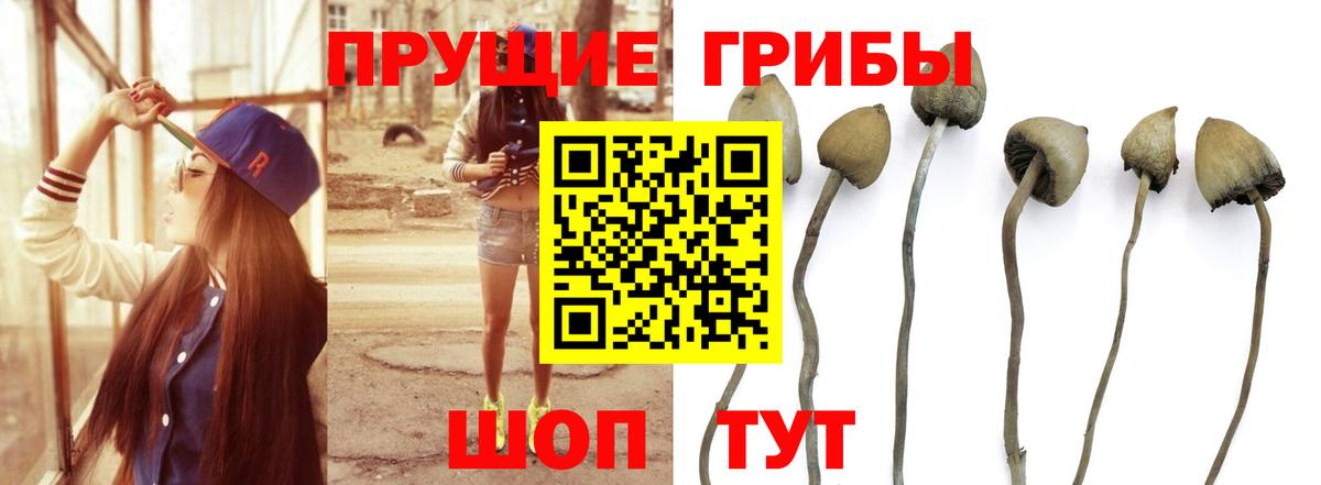 Галлюциногенные грибы Cubensis Владивосток